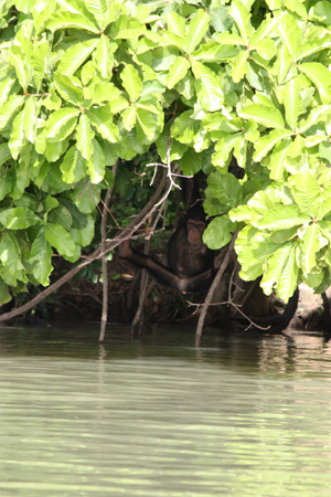 From the River Gambia National Park archive.