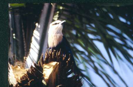 From the West African Bird Study Association archive.