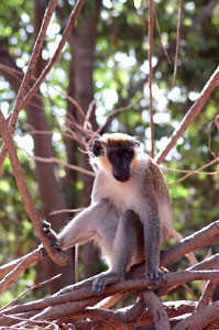From the Abuko Nature Reserve archive.