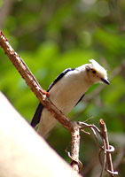 From the Tanji River Bird Reserve archive.