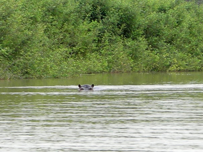 From the River Gambia National Park archive.