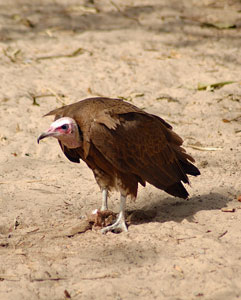 From the Abuko Nature Reserve archive.