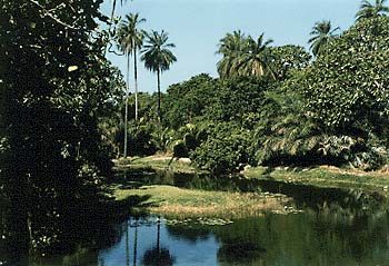 From the Abuko Nature Reserve archive.