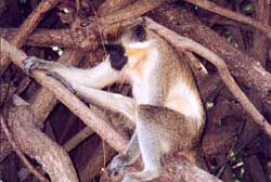From the Kiang West National Park archive.