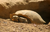 From the Abuko Nature Reserve archive.