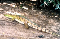 Nile crocodile at Katchically From the Bao Bolong Wetland Reserve archive.