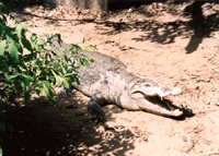 Nile Crocodile at Katchically From the Niumi National Park archive.